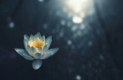 zoltan tasi vHnVtLK8rCc unsplash